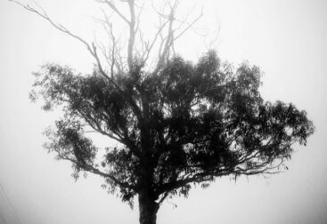 arbol lomo