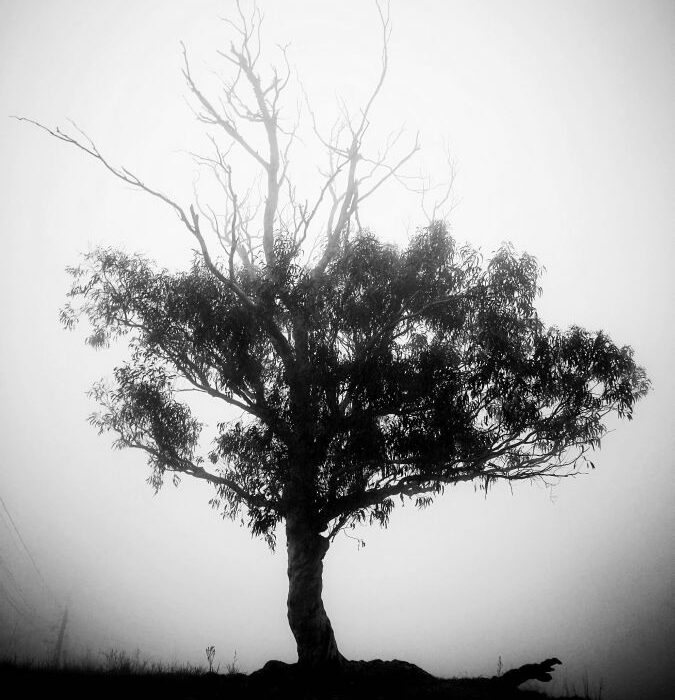 arbol lomo