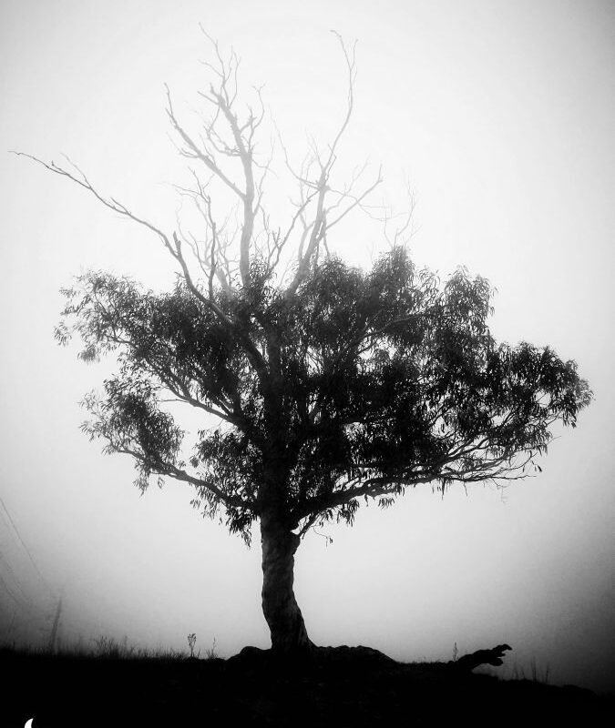 arbol lomo