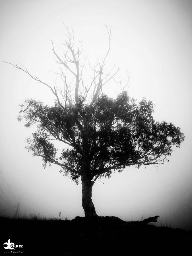 arbol lomo