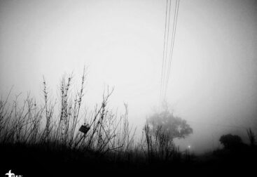 neblina lomo