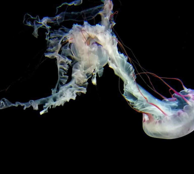 MEDUSA 01