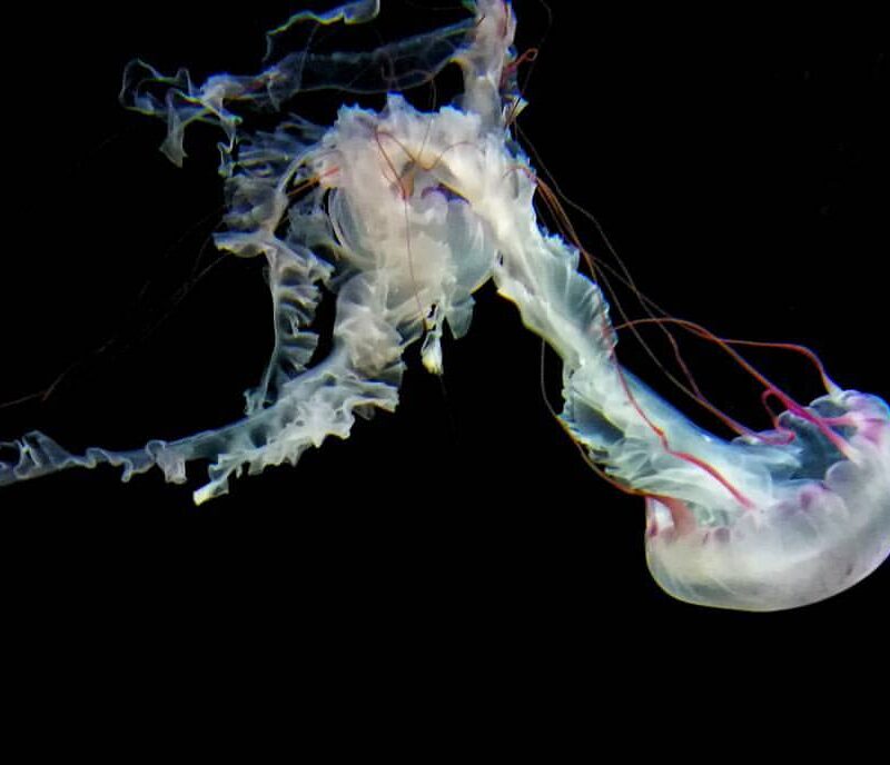 MEDUSA 01