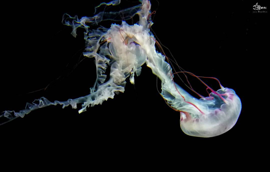 MEDUSA 01